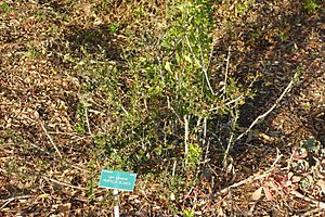 Ugni candollei - San Luis Obispo Botanical Garden - DSC06007.JPG