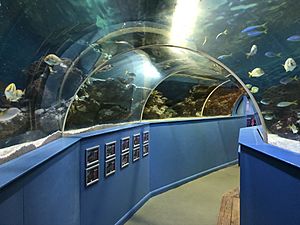 Underwater Tunnel Blue Reef Aquarium Tynemouth