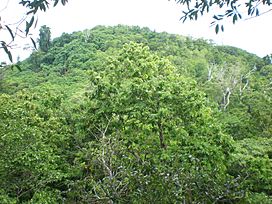 View Falealupo rainforest, Savai'i.JPG