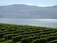 Vineyards Lake Okanagan