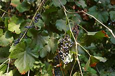 Vitis californica with grapes