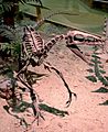 Zuni Coelurosaur