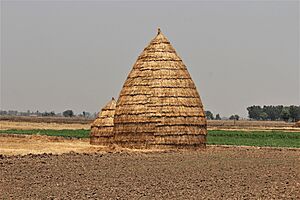 A traditional method of storing wheat hay in Punjab