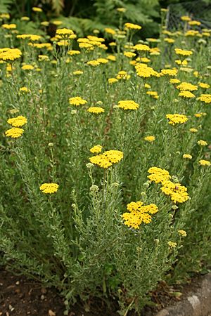 Achillea ageratum - Botanischer Garten Mainz IMG 5620.JPG