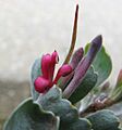 Adenanthos cuneatus flower