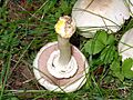 Agaricus xanthoderma eF