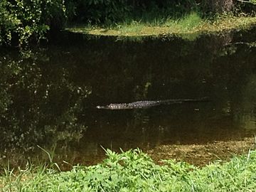 Alligator in Ten Mile Canal