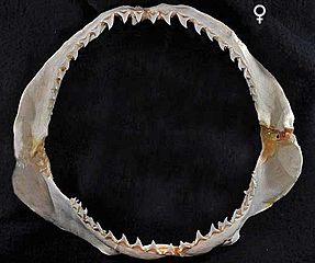 Alopias superciliosus female teeth