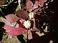 Alternanthera brasiliana, the Brasilian Joyweed. (9375699304)