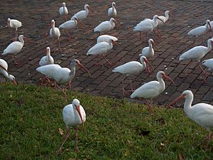 American white Ibis birds in Dade City Florida