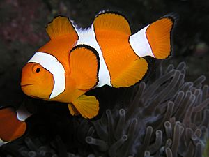 Amphiprion ocellaris (Clown anemonefish) Nemo