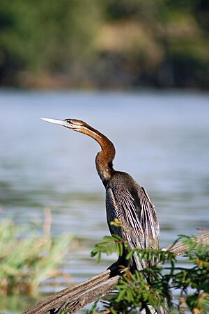 Anhinga rufa -Chobe River front, Botswana-8