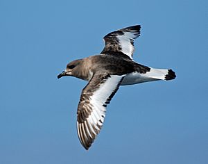 An Antartic petrel flying to the left. Its head, body, and the top half of its wings are dark brown. Its tail and the bottom half of its wings are white.