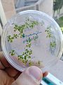 Arabidopsis thaliana tissue culture in fingers