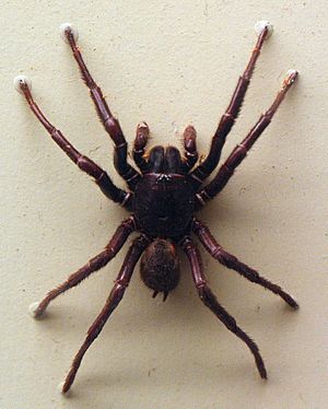 AustralianMuseum spider specimen 10.JPG