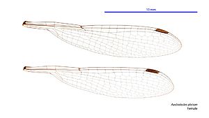 Austrolestes aleison female wings (34018138463)