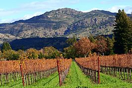 Autumn in Napa Valley vineyards.jpg