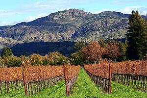 Autumn in Napa Valley vineyards