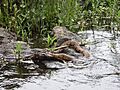 BandedWaterSnakeFeedingCoosaRiver
