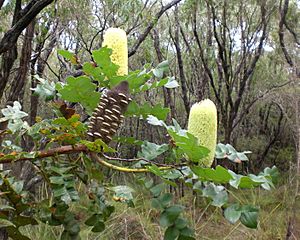 Banksia Torndirrup