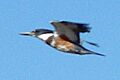 BeltedKingfisher23