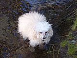 Blond Older Poodle Enjoying Water