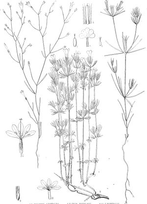 Botany (1871) (20560085789).jpg