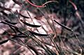 Bouteloua gracilis