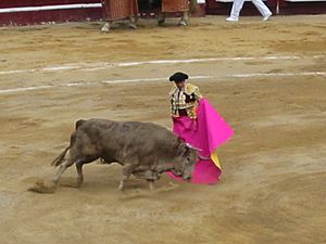 Bullfight-Bogotá-1