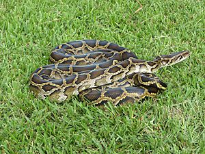 Burmese python (6887388927)