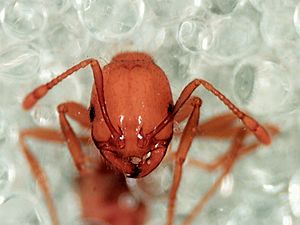 CSIRO ScienceImage 11133 Tropical fire ant