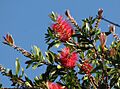 Callistemon 'Splendens'