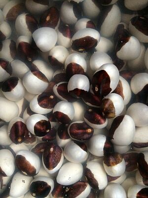 Calypso bean in water