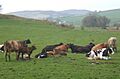 Cattle near Lowick Hall - geograph.org.uk - 1256041