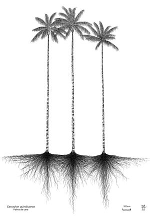 Ceroxylon quindiuense, Wax palm, Palma de cera. Dessin Axel Aucouturier