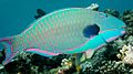 Cetoscarus ocellatus Great Barrier Reef