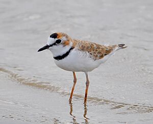 Charadrius collaris.jpg