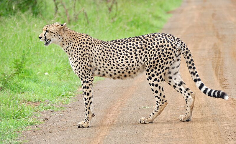 Cheetah (Acinonyx jubatus) on the road (16509940256), crop
