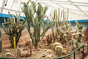 Christchurch Botanic Gardens cactus pavilion 2016-02-04