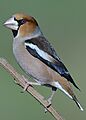 Coccothraustes coccothraustes Parco Della Piana around Firenze, Italy