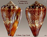 Conus delanoyae 3