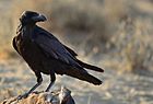 Corvus corax laurencei.jpg
