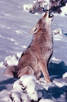 Coyote-00063