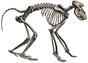 Description iconographique comparée du squelette et du système dentaire des mammifères récents et fossiles (Papio ursinus)