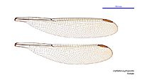 Diphlebia euphoeoides female wings (34788174726)