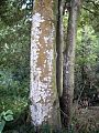 Diploglottis cunninghamii trunk