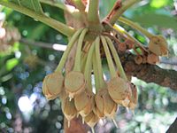 Diploknema butyracea Flower