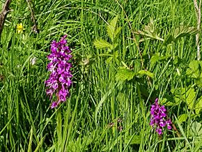 Early Purple Orchid in Hay Dale