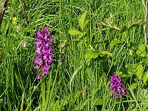 Early Purple Orchid in Hay Dale