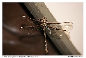 Eastern Evening Darner Dragonfly (11834650735) (2).jpg